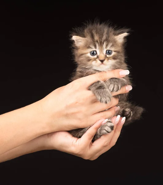 可爱毛茸茸的小猫咪 — 图库照片