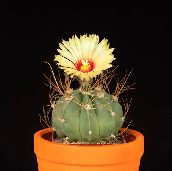 Flor de cacto brilhante — Fotografia de Stock