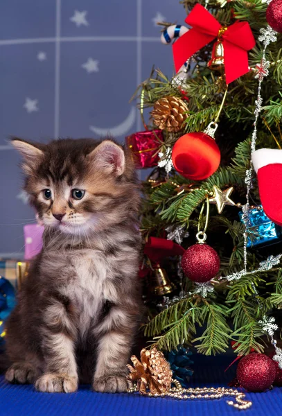 Cute fluffy kitten — Stock Photo, Image