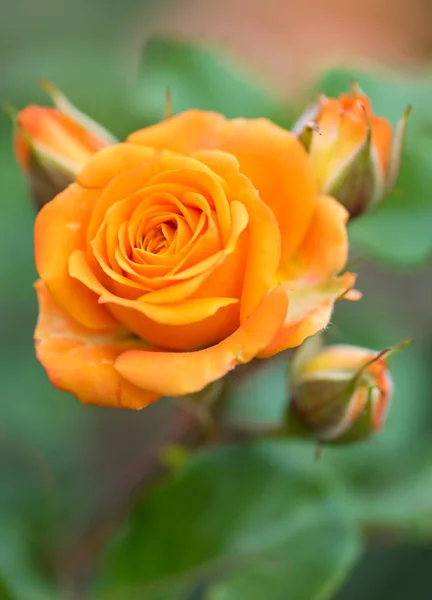 Fresh orange rose — Stock Photo, Image