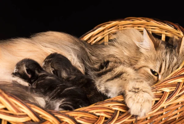 Mooie Siberische Kat — Stockfoto