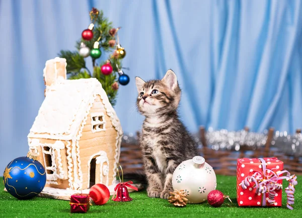 Lindo gatito — Foto de Stock