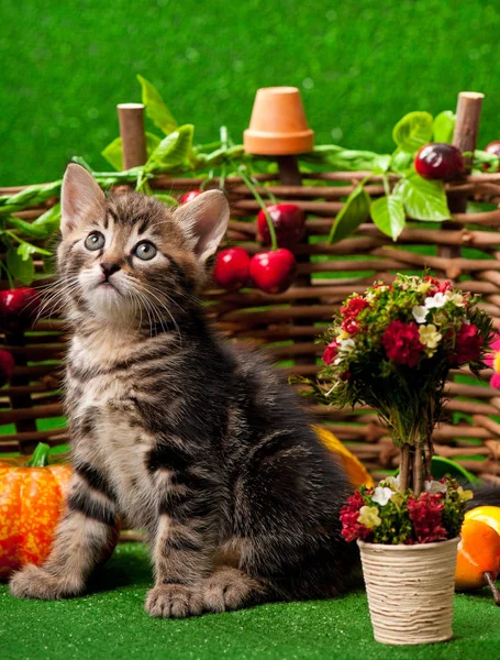 Cute little kitten — Stock Photo, Image