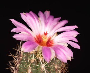 Parlak kaktüs çiçeği
