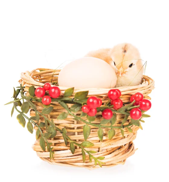 Cute newborn chicken — Stock Photo, Image