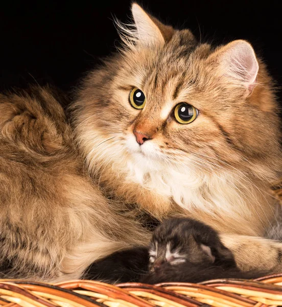 Mooie Siberische Kat — Stockfoto