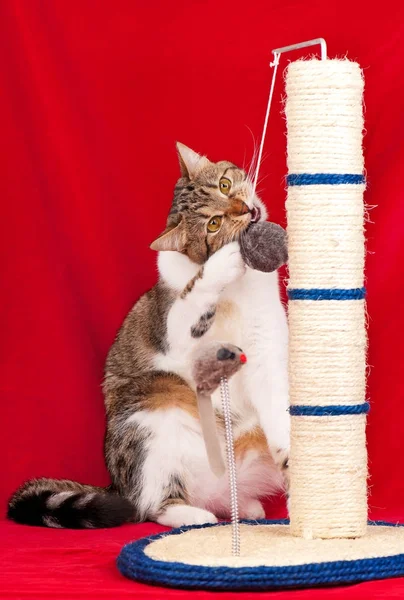 Gato adulto curioso Imágenes de stock libres de derechos