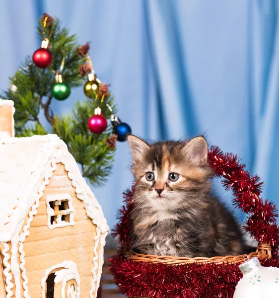 Cute little kitten — Stock Photo, Image