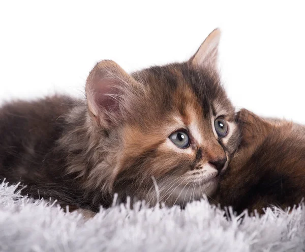 Leuk weinig katje — Stockfoto