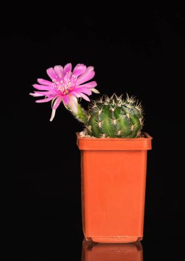 Parlak kaktüs çiçeği