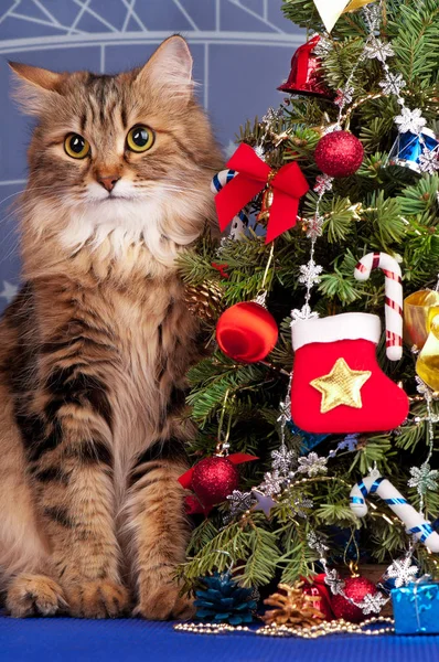 Vackra sibiriska katt — Stockfoto