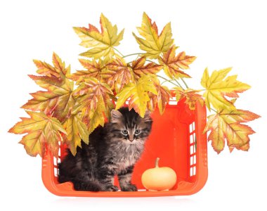 Şirin tüylü yavru kedi