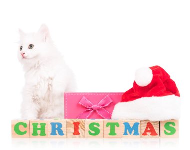 Şirin tüylü yavru kedi