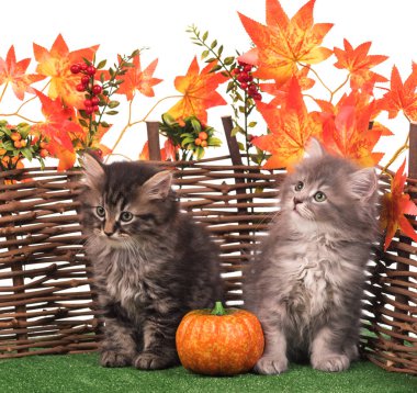 Şirin tüylü yavru kedi