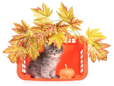 Şirin tüylü yavru kedi