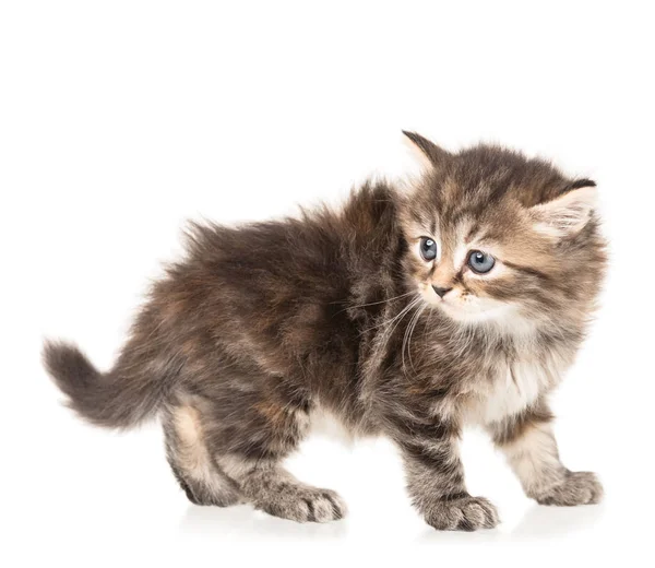 Cute little kitten — Stock Photo, Image