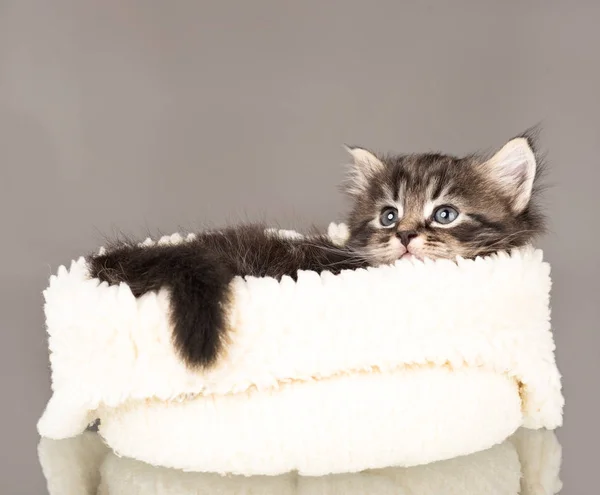 Gatinho recém-nascido bonito — Fotografia de Stock