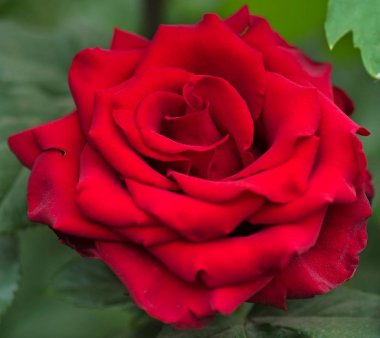 taze kırmızı gül