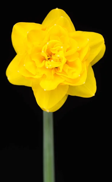 Narciso de primavera brilhante — Fotografia de Stock