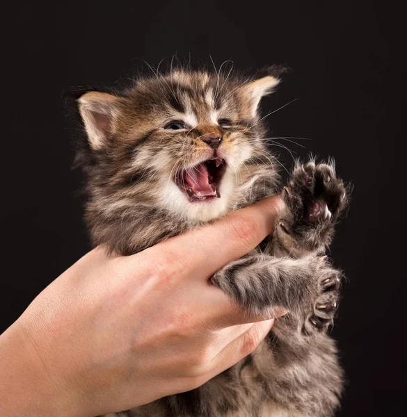 Maine coon gatinho — Fotografia de Stock