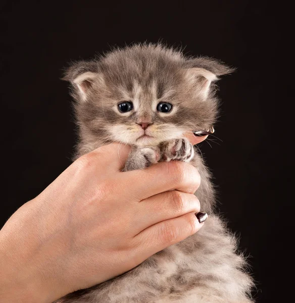 Maine gattino bozzolo — Foto Stock