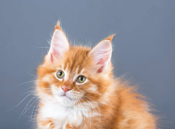 Maine Coon kitten Stock Picture