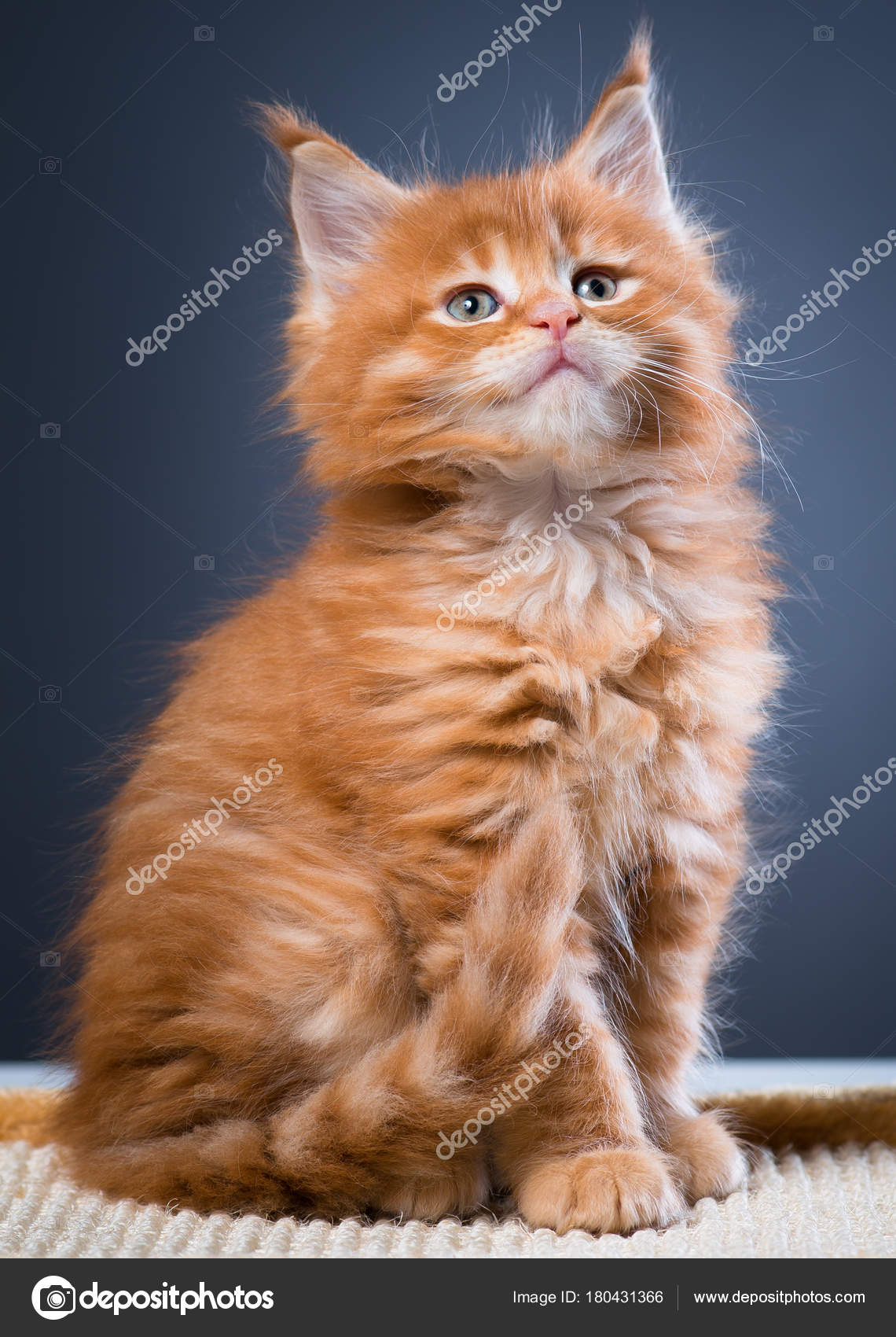 Maine Coon Kitten Stock Photo C 2002lubava1981 180431366
