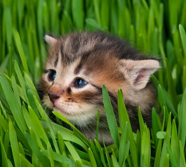 Lindo gatito siberiano — Foto de Stock