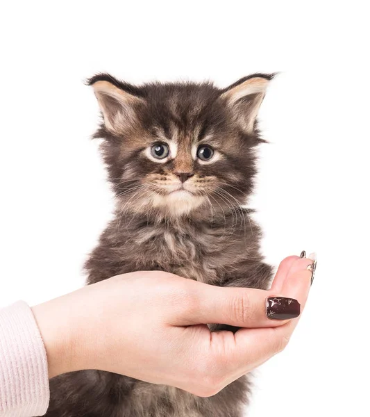 Maine Coon Kitten — Stock fotografie