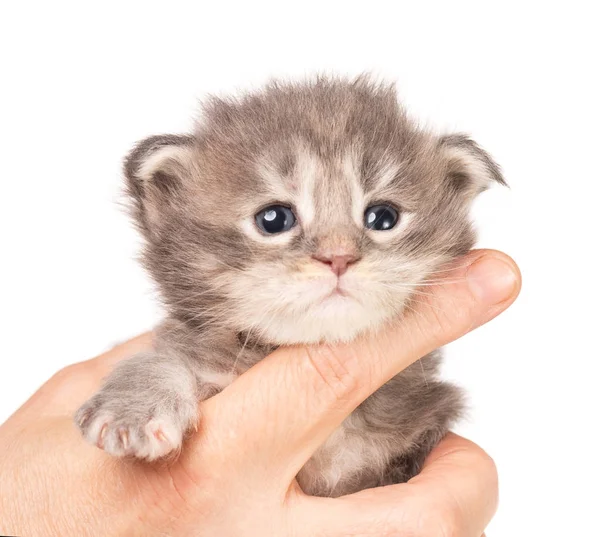 Maine coon gatito — Foto de Stock