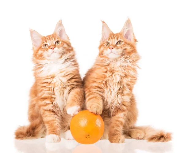 Maine Coon kittens — Stock Photo, Image