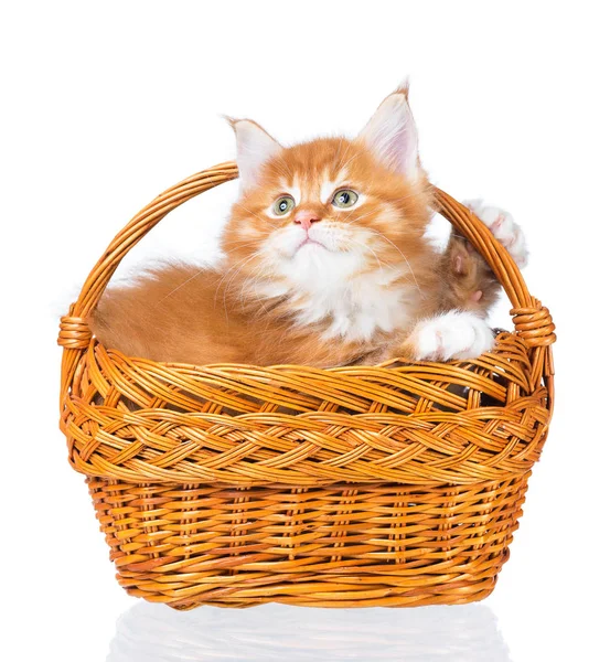 Maine Coon Kätzchen — Stockfoto