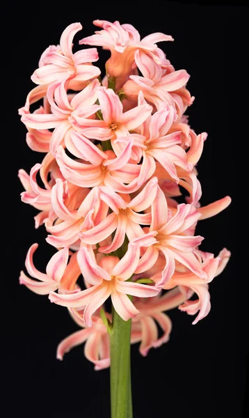 Ljus aprikos hyacint — Stockfoto