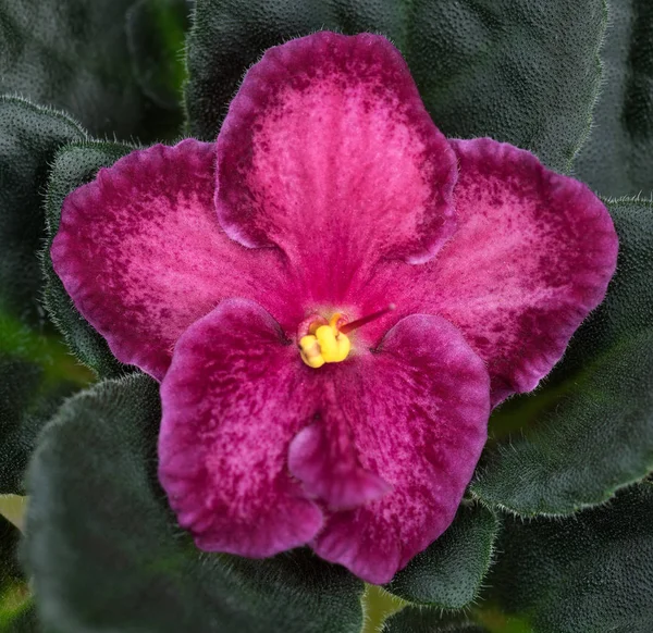 Beautiful violet flower — Stock Photo, Image