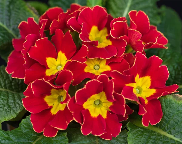 Bright bicolour primrose — Stock Photo, Image