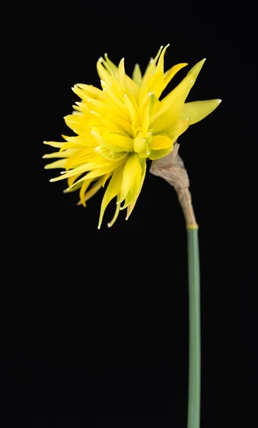 Helle Frühlingsnarzisse — Stockfoto