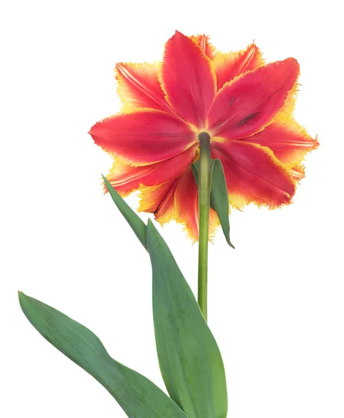Яркий махровый тюльпан — стоковое фото