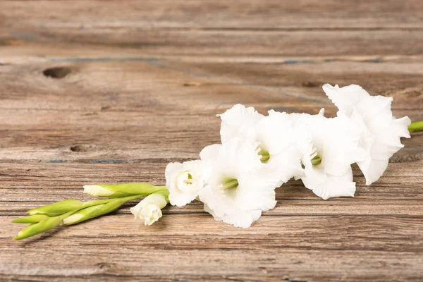 White gladiolus flower — Stock Photo, Image