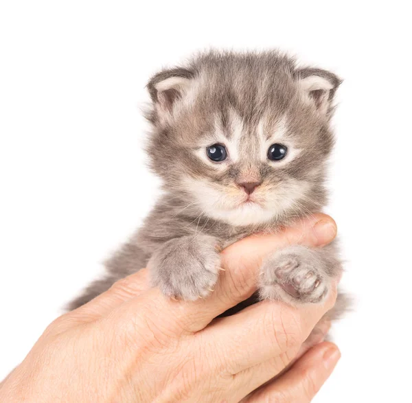 Maine coon gatito — Foto de Stock