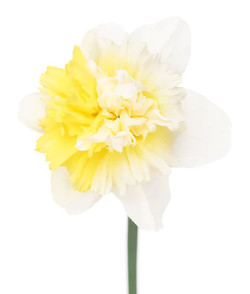 Ljusa våren narcissus — Stockfoto