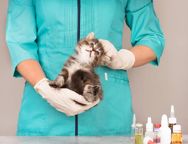 Leuk weinig katje — Stockfoto