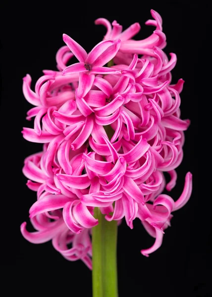 Bright pink hyacinth — Stock Photo, Image