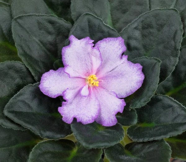 Vacker violett blomma — Stockfoto