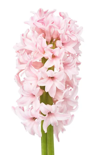 Мягкий розовый гиацинт — стоковое фото