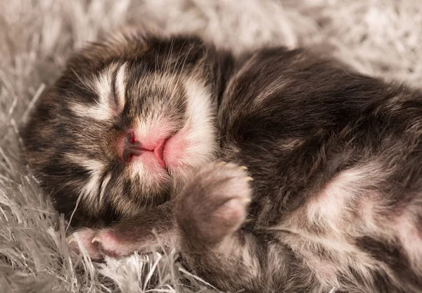 新生儿的西伯利亚小猫 — 图库照片