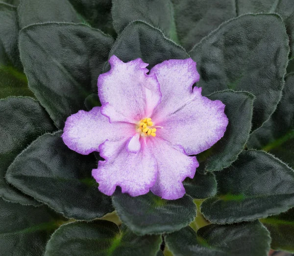Hermosa flor violeta Fotos de stock libres de derechos