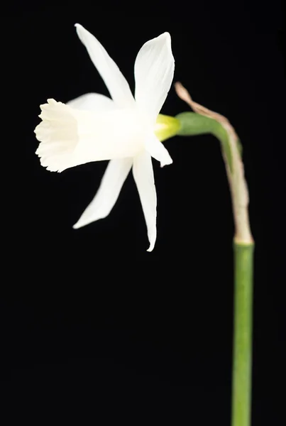 Narciso de primavera brillante — Foto de Stock