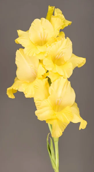 Fleurs de gladiolus lumineuses — Photo