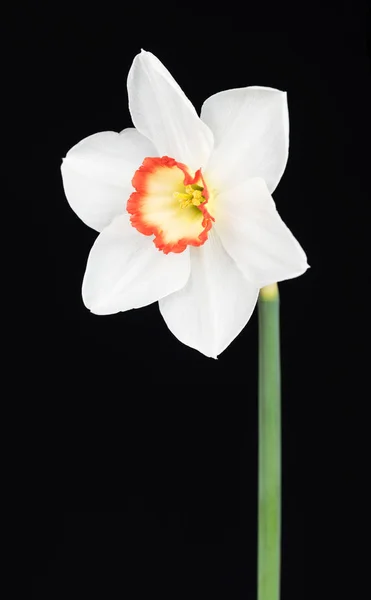 Heldere lente narcissus — Stockfoto