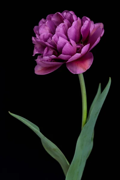 Világos terry tulipán — Stock Fotó